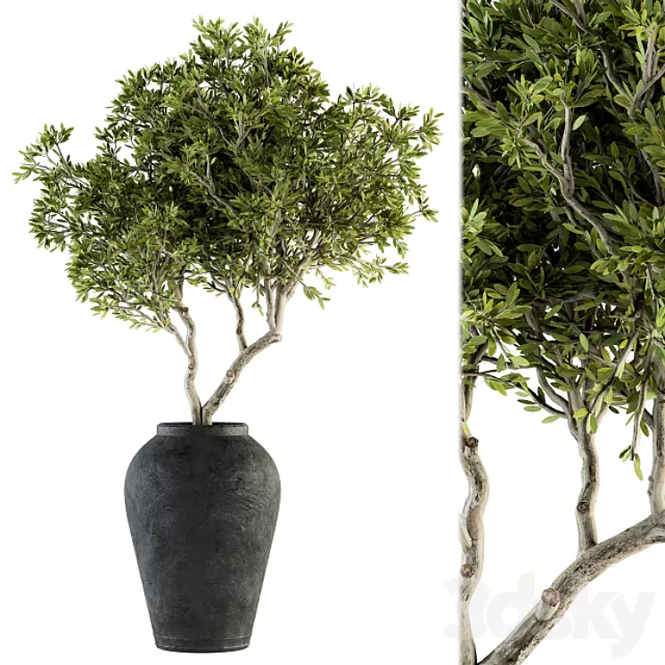 indoor Plant Set 128 – Tree in Pot 3D Model