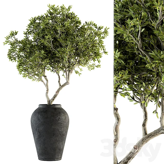 indoor Plant Set 128 - Tree in Pot 3DModel