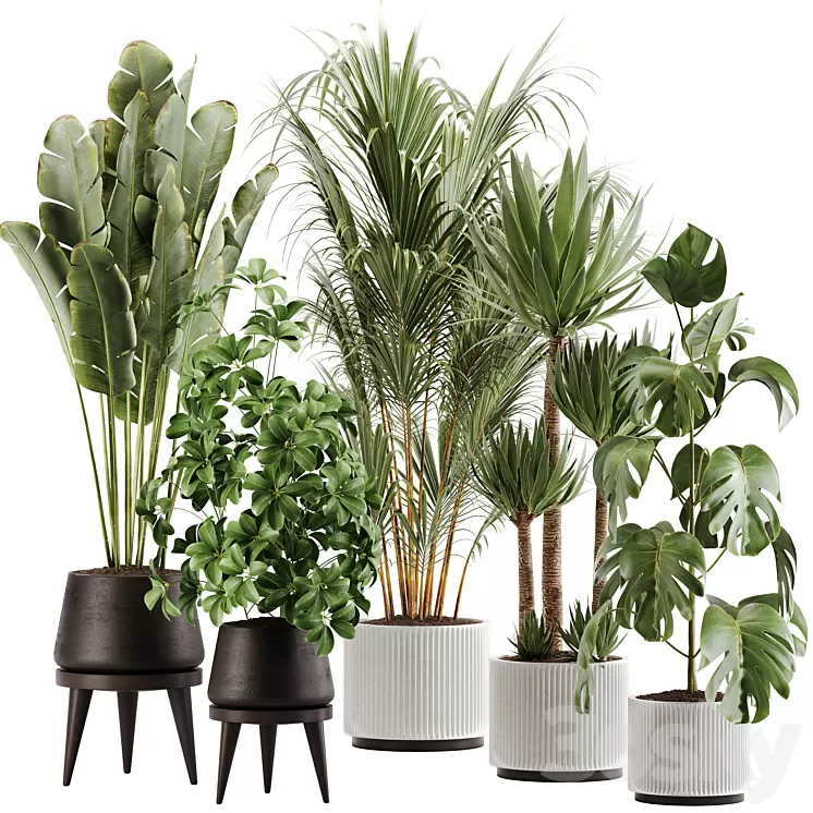 indoor plant Set 13 3D Model Free