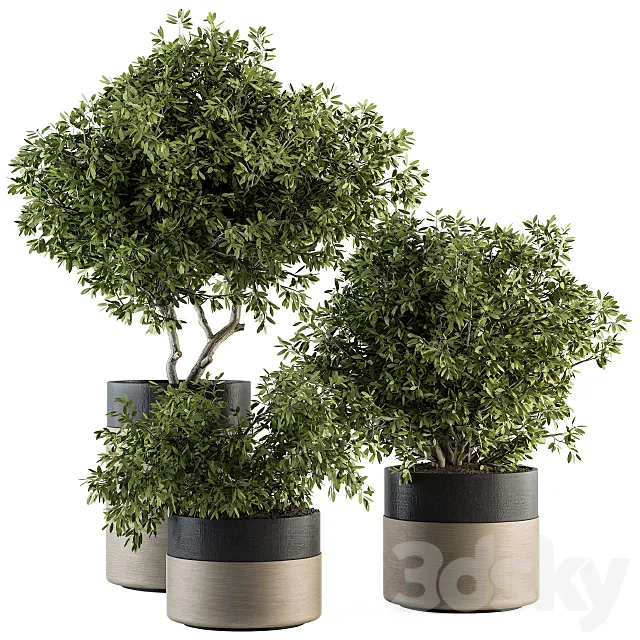 indoor Plant Set 130 - Tree in Pot 3D Model