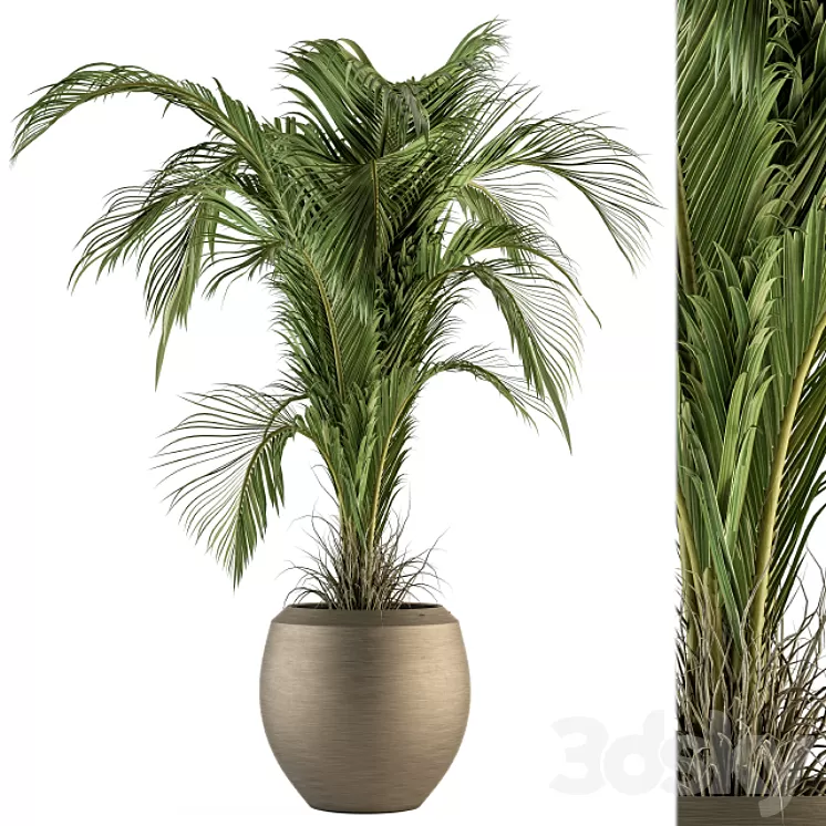indoor Plant Set 132 - Tropical Plant 3D Model
