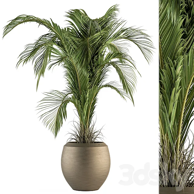 indoor Plant Set 132 - Tropical Plant 3DModel