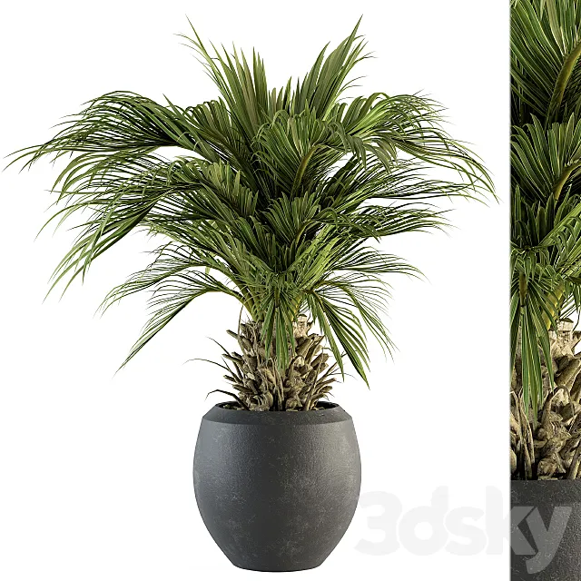 indoor Plant Set 133 - Palm Plant in Pot 3D Model