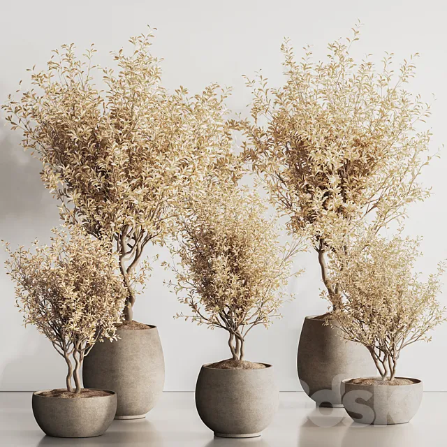 Indoor Plant Set 134_Dry Plants 3D Model