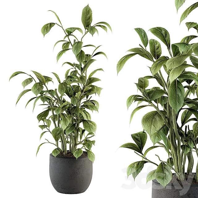indoor Plant Set 135 - Schefflera Amate Plant 3D Model