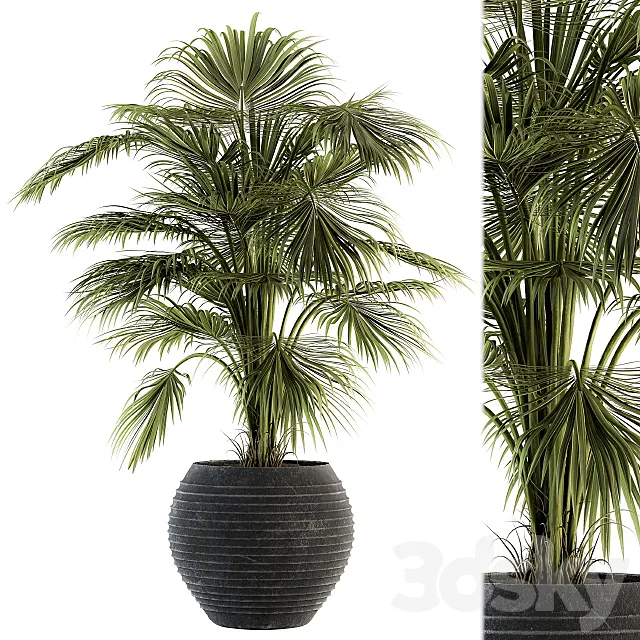 indoor Plant Set 137 - Tropical Plant 3D Model
