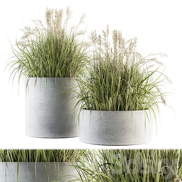 indoor Plant Set 139 - Indian Grass 3D Model