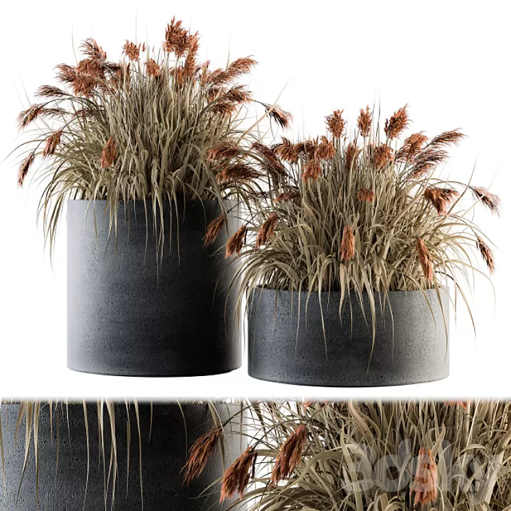 indoor Plant Set 140 - Indian Grass 3D Model