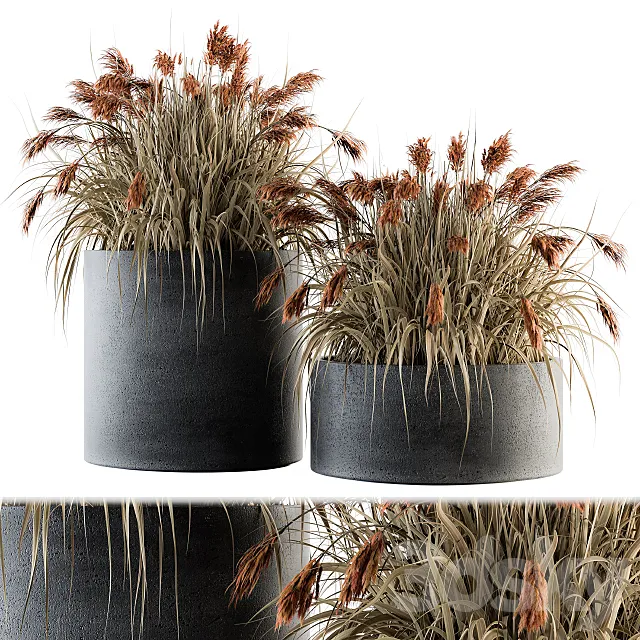 indoor Plant Set 140 - Indian Grass 3DModel