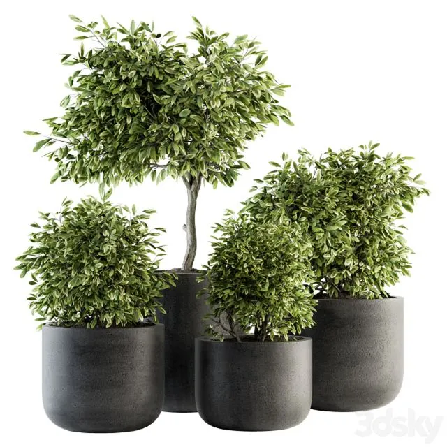 indoor Plant Set 141 - Plant in Pot 3D Model