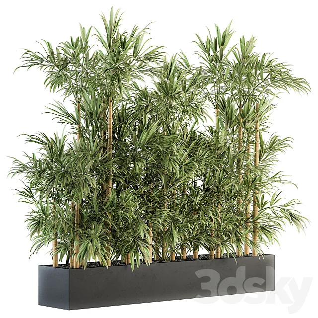 Indoor Plant Set 144 - Bamboo in Plant Box 3D Model