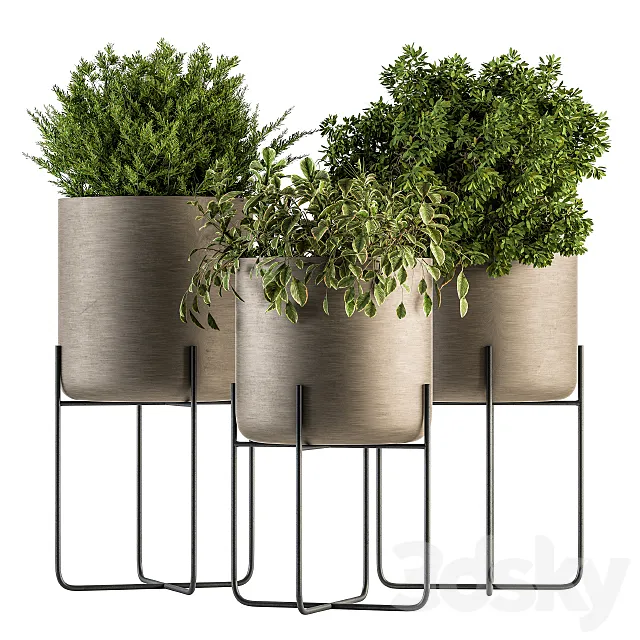 indoor Plant Set 149 - Plant in Pot 3D Model