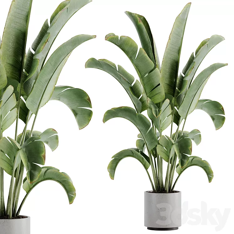 indoor plant Set 15 3D Model Free