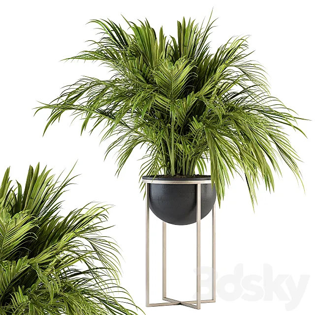 indoor Plant Set 158 - Tropical Plant 3D Model