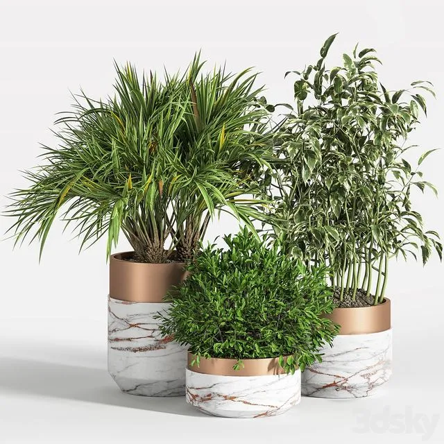 Indoor Plant Set 16 3D Model