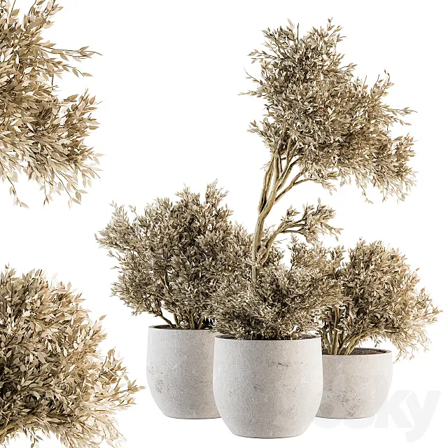 indoor Plant Set 171 - Dry Plants 3D Model