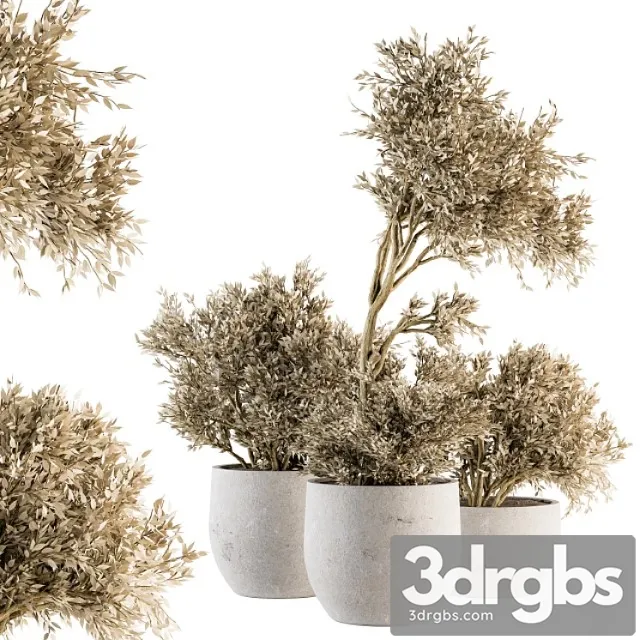 Indoor plant set 171 - dry plants