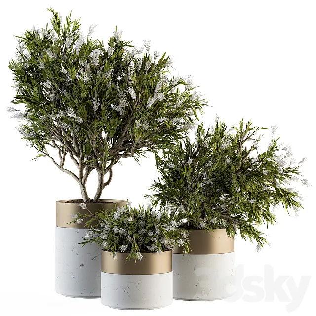 indoor Plant Set 181 - Flower Tree 3D Model