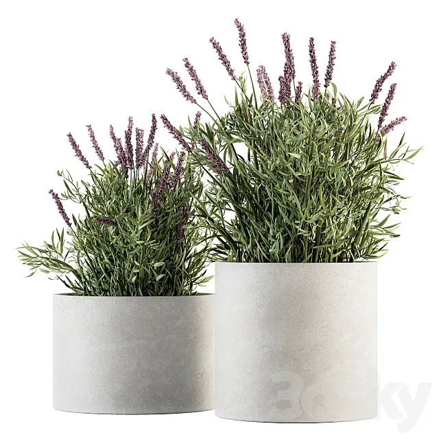 indoor Plant Set 183 - Lavender Bush 3D Model