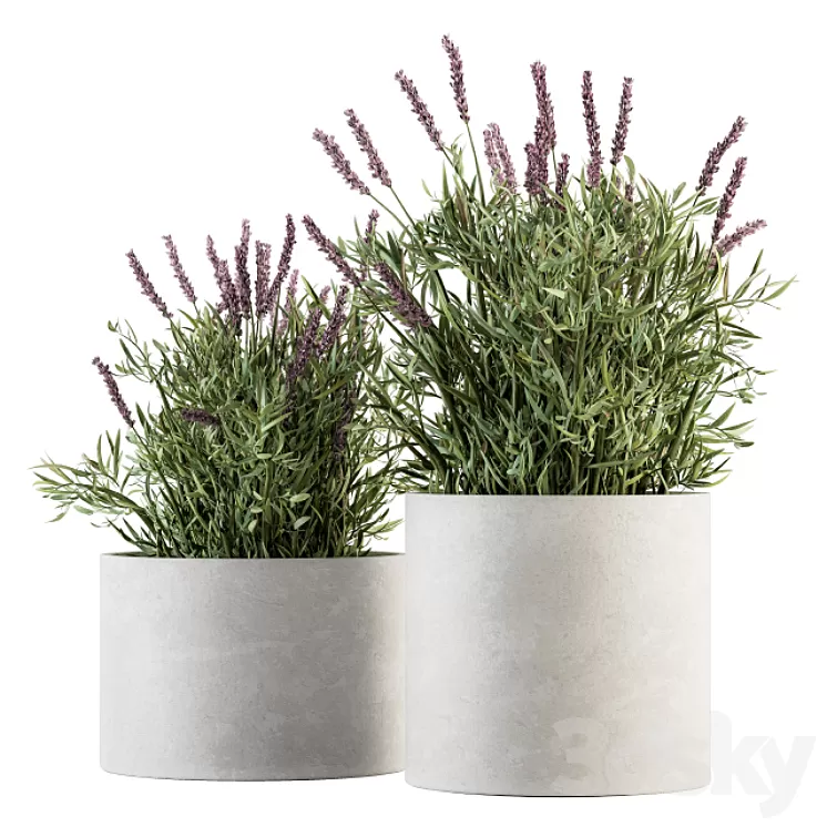 indoor Plant Set 183 - Lavender Bush 3D Model