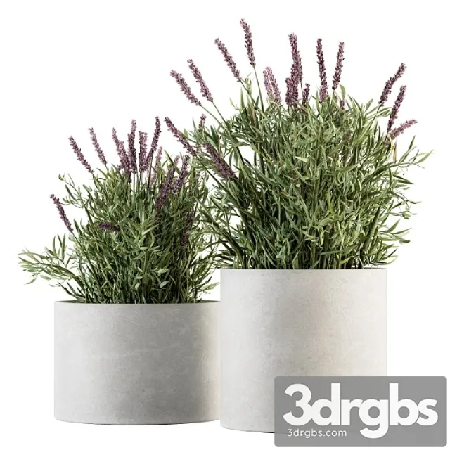 Indoor plant set 183 - lavender bush