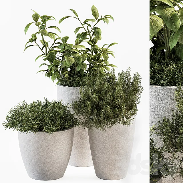 indoor Plant Set 191 - Plant in pot 3DModel