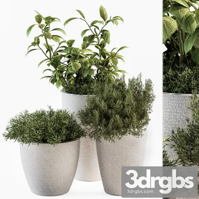 Indoor plant set 191 - plant in pot