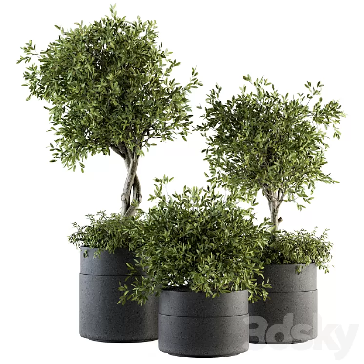 indoor Plant Set 193 - Tree in pot 3D Model