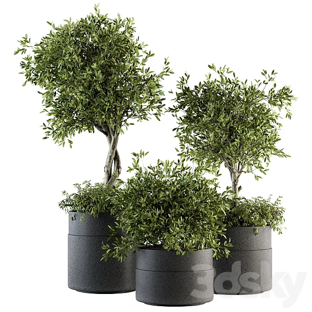 indoor Plant Set 193 - Tree in pot 3DModel