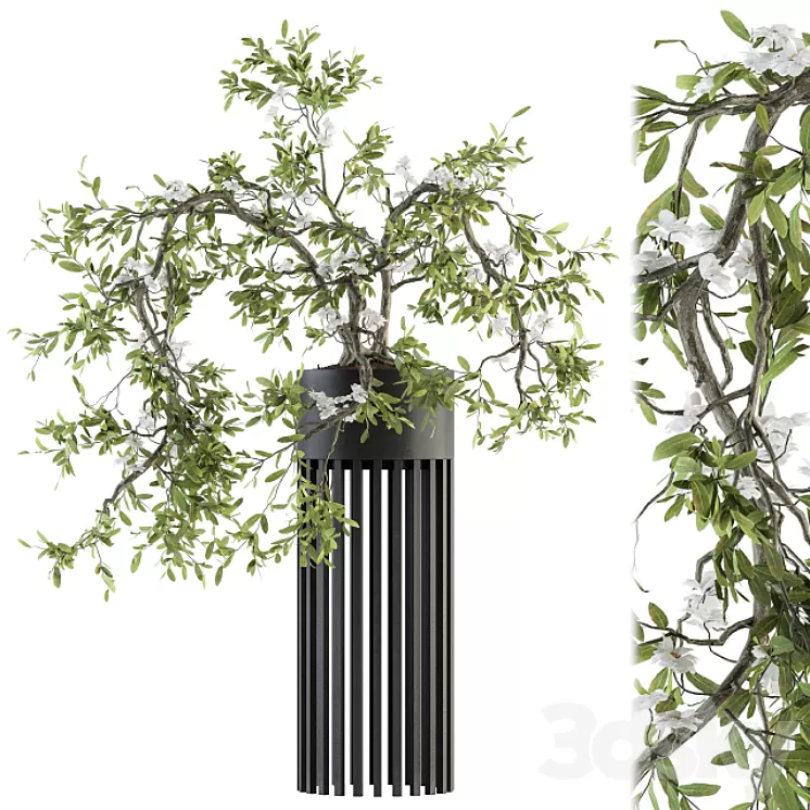 indoor Plant Set 198 - Bonsai in pot 3D Model