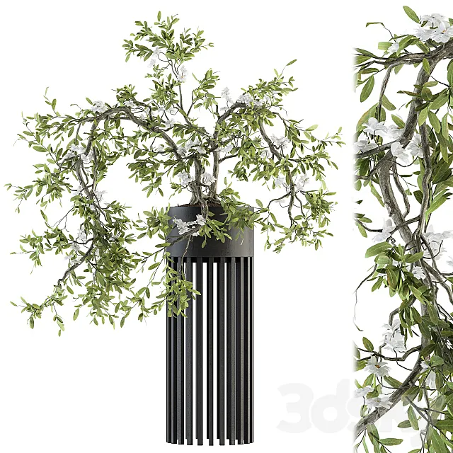 indoor Plant Set 198 - Bonsai in pot 3DModel