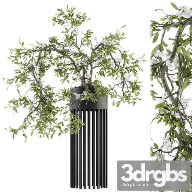 Indoor plant set 198 - bonsai in pot