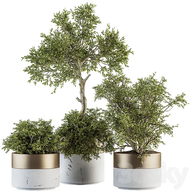 indoor Plant Set 200 - Tree in pot 3DModel
