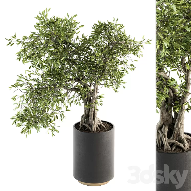 indoor Plant Set 207 - Big Bonsai in pot 3D Model
