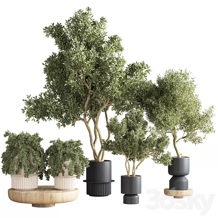 indoor plant set 21 3D Model Free