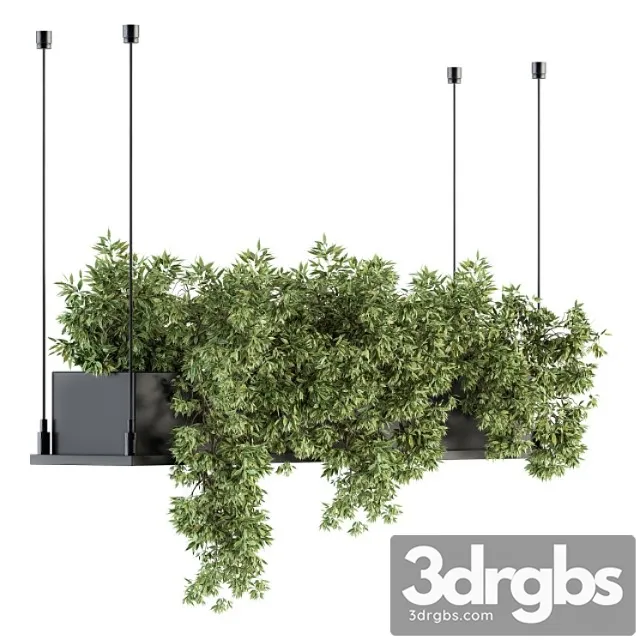 Indoor plant set 217 - hanging plant box