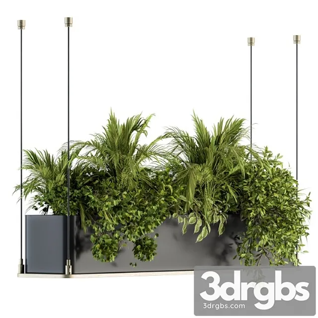 Indoor plant set 218 - hanging plants