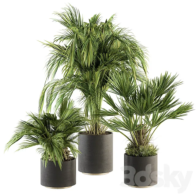 indoor Plant Set 221 -Tropical Palm Plant Set 3D Model
