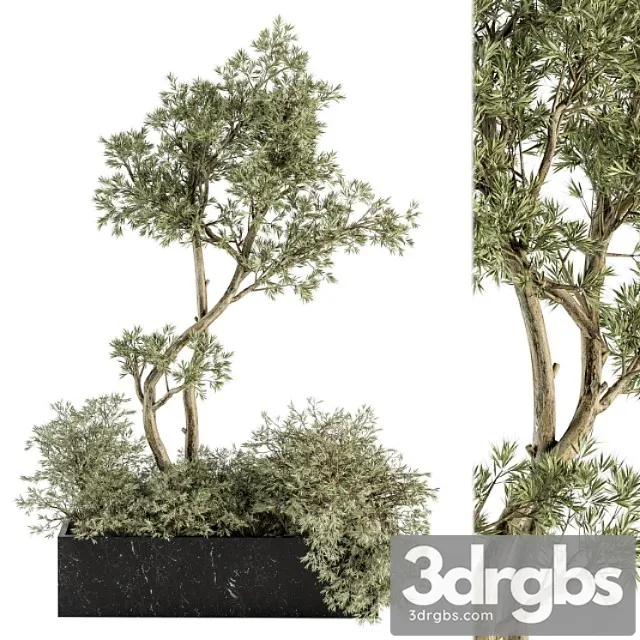 Indoor plant set 226 - plant in marble box