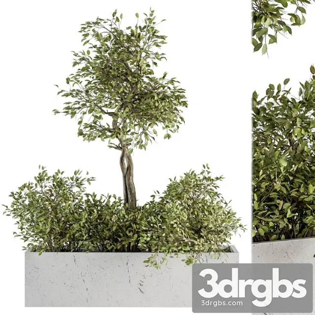 Indoor plant set 235 - plant set in box