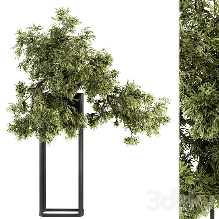 indoor Plant Set 237 - Bonsai in Pot 3D Model Free