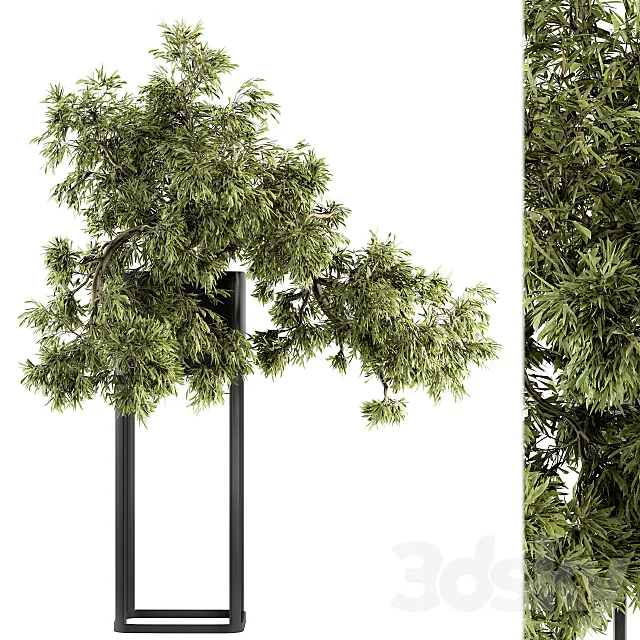 indoor Plant Set 237 - Bonsai in Pot 3DModel