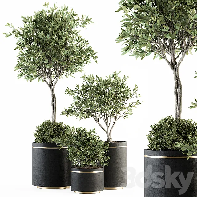 indoor Plant Set 239 - Olive in Pot 3D Model