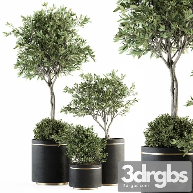 Indoor plant set 239 - olive in pot