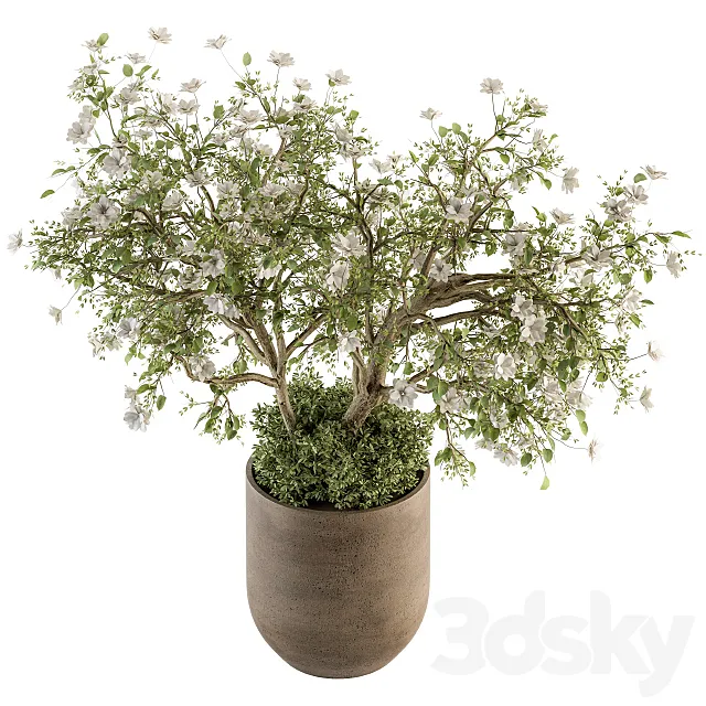 indoor Plant Set 241 - Bonsai Bush with Flowers 3D Model