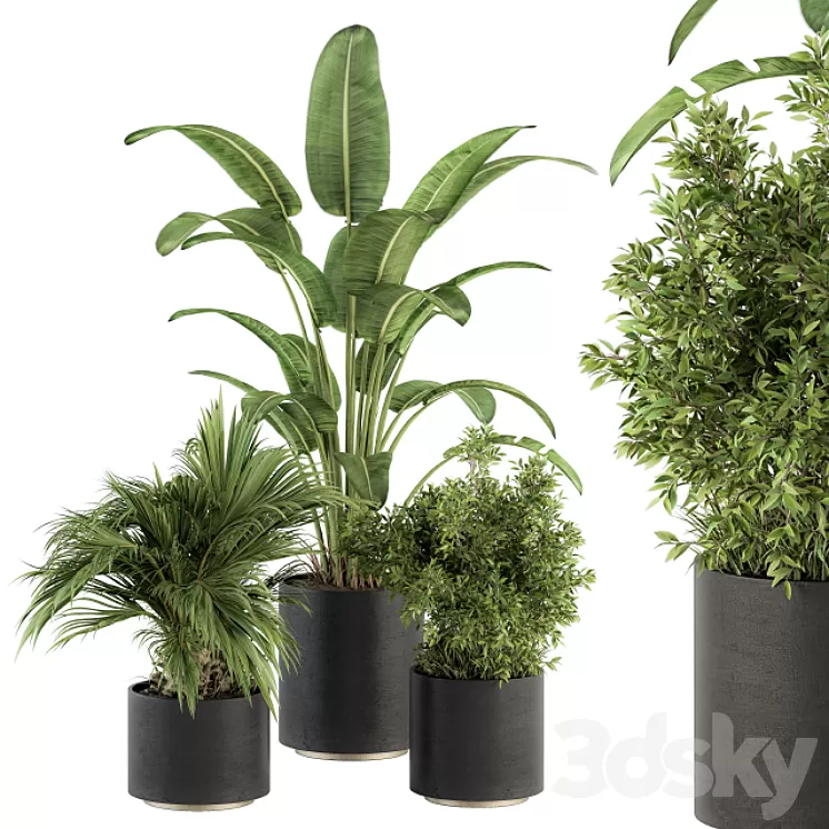 indoor Plant Set 243 - Plant Set in Pot 3D Model