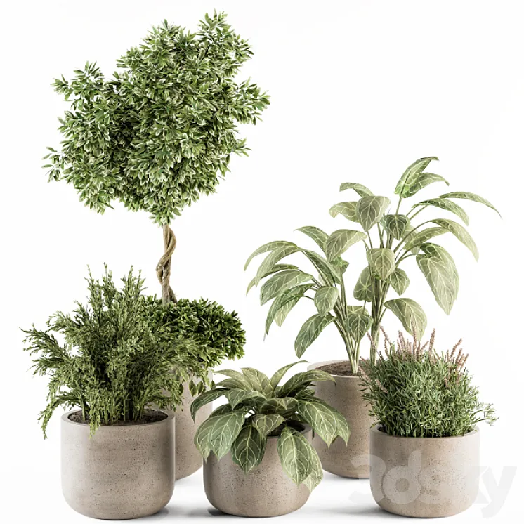 indoor Plant Set 247 - Plant Set in Pot 3D Model Free