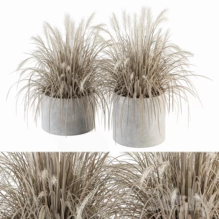 indoor Plant Set 251 - Dried Plants in pot 3D Model