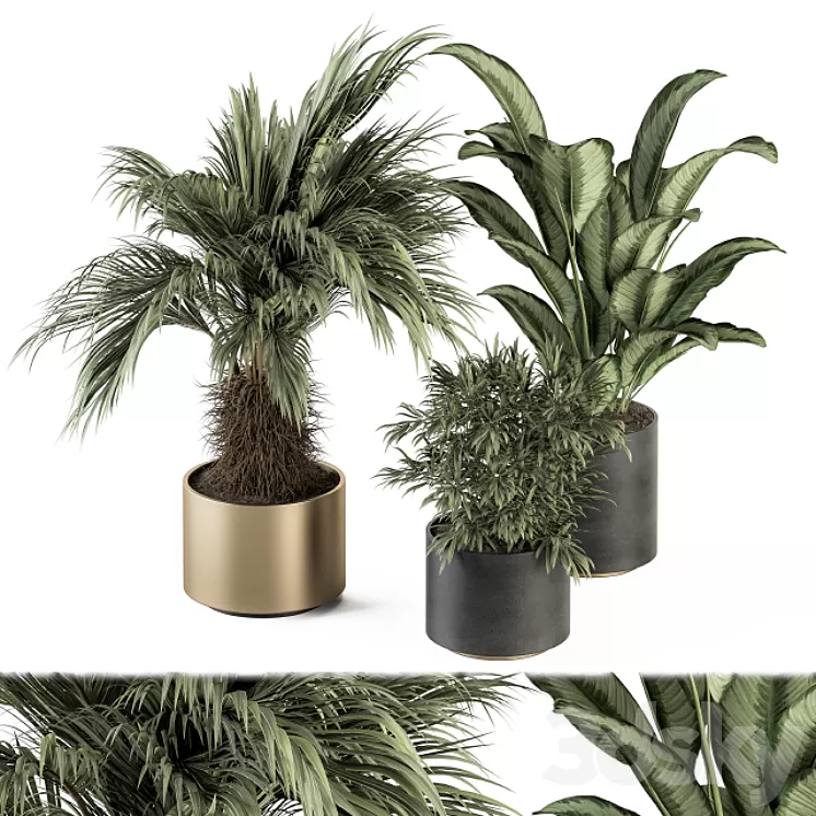indoor Plant Set 256 - Plant Set in pot 3D Model