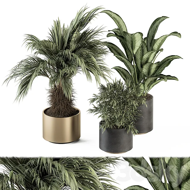indoor Plant Set 256 - Plant Set in pot 3DModel